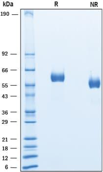 R&D Systems Recombinant Human LAG-3 His-tag Protein CF (50