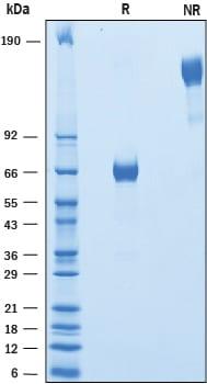 R&D Systems Recombinant Human VSTM2B Fc Chimera Protein CF