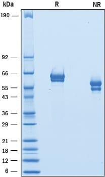 R&D Systems Recombinant Mouse GFR alpha-1 His-tag Protein C