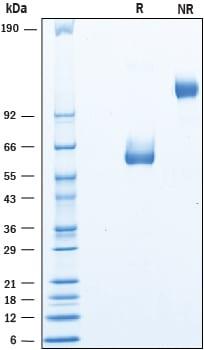 R&D Systems Recombinant Human LYPD6 Fc Chimera Protein CF (