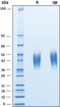 R&D Systems Recombinant Cynomolgus Monkey CD200 His-tag Pro