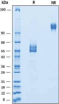 R&D Systems Recombinant Human GPIHBP1 Fc Chimera Protein CF