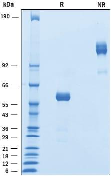 R&D Systems Recombinant Mouse LAIR1 Fc Chimera Protein CF (