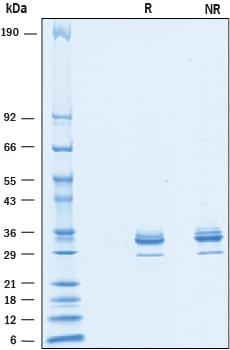 R&D Systems Recombinant Human Mesothelin (aa 35-289) His-tag