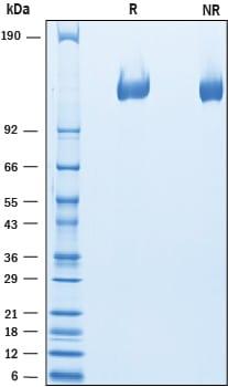 R&D Systems rmVEGFR2(Flk-1) His (50 UG)