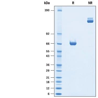 R&D Systems rmSiglec-3 Fc CF (50 UG)