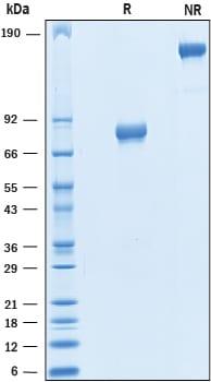 R&D Systems Recombinant Human B7-1/CD80 Fc Chimera Protein