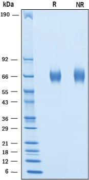 R&D Systems Recombinant Cynomolgus B7-H7/HHLA2 His-tag Prot