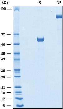 R&D Systems Recombinant Human Jagged 1 N-Terminal Fc Chimer