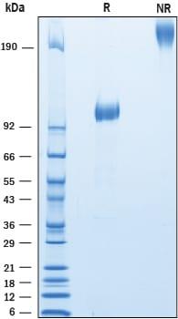 R&D Systems Recombinant Cynomolgus Lgr4/GPR48 Fc Chimera Pr