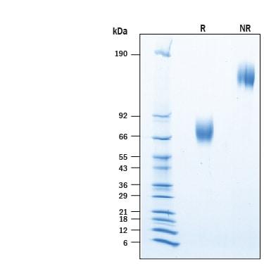 R&D Systems Recombinant Human B7-1/CD80 Fc Chimera Protein C