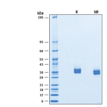 R&D Systems Recombinant Cynomolgus Monkey PD-L1/B7-H1 His P