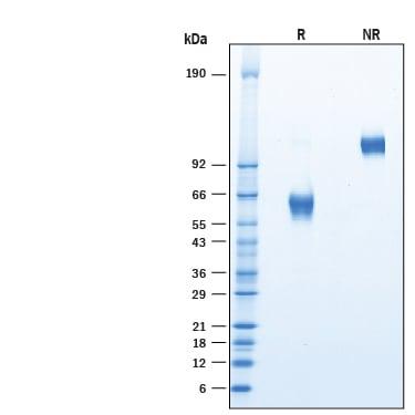 R&D Systems Recombinant Human CLEC17A Fc Chimera Protein CF