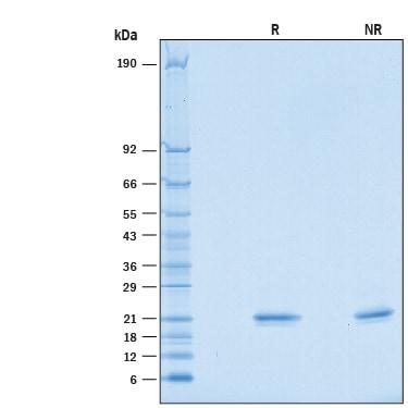 R&D Systems Recombinant Mouse IFN-alpha 2/IFNA2 Protein CF (