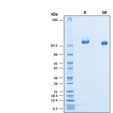 R&D Systems Recombinant Mouse OCAM/NCAM2 His-tag Protein CF