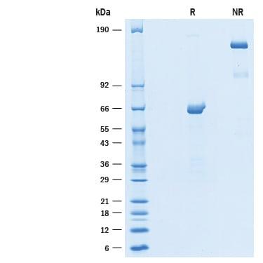 R&D Systems Recombinant Human epsilon-Sarcoglycan Fc Chimera