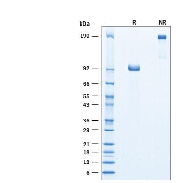 R&D Systems Recombinant Human DLL4 Fc Chimera Protein CF (50