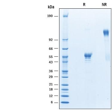 R&D Systems Recombinant Cynomolgus Monkey CD160 Fc Chimera P