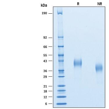R&D Systems Recombinant Cynomolgus CD7 His-tag CF (50 UG)