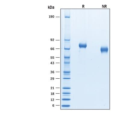 R&D Systems rCynoIL-12 CF (50 UG)