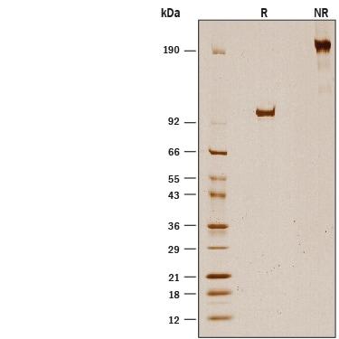 R&D Systems rhFibrillin-1/FBN1 F (50 UG)