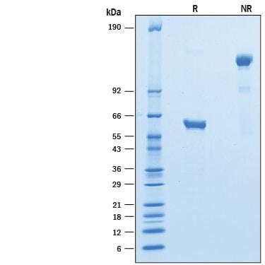 R&D Systems rcynoLAIR1 Fc CF (50 UG)