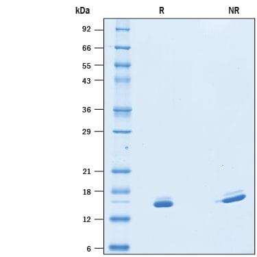 R&D Systems rmSF20/MYDGF CF (50 UG)