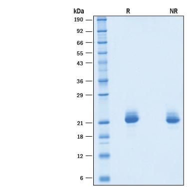 R&D Systems rmIFN-alpha 4 CF (10 UG)