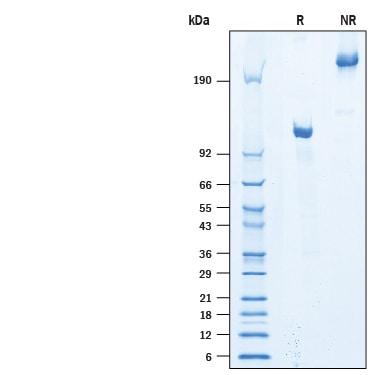 R&D Systems rhSema 4B Fc CF (50 UG)