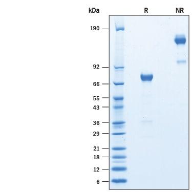 R&D Systems rmSiglec-H Fc CF (50 UG)