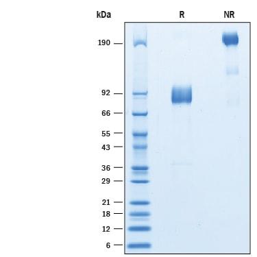 R&D Systems rcynoSIRPgamma Fc C (50 UG)