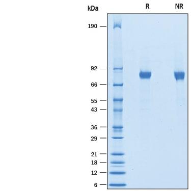 R&D Systems   rhCNTF/CNTFRa Comp (20 UG)
