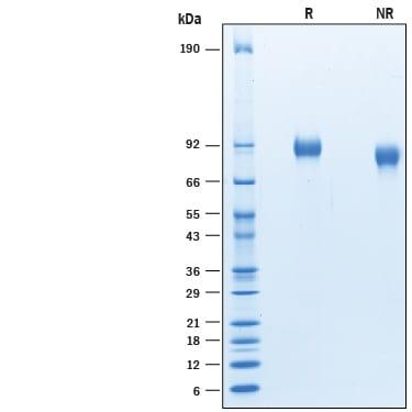 R&D Systems rhFlt-3 His CF (50 UG)