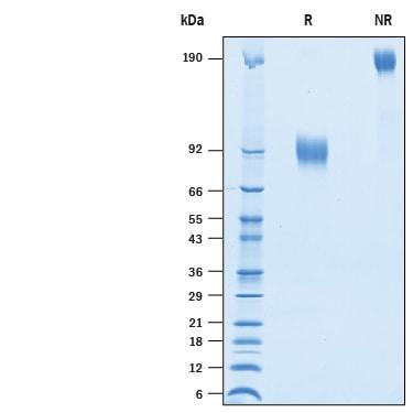 R&D Systems rcyno/rmNectin-1 Fc (100 UG)