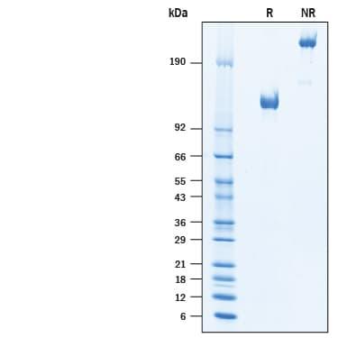 R&D Systems rhCD68/SR-D1 Fc CF (50 UG)