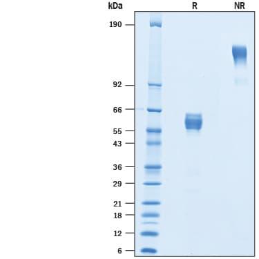 R&D Systems rmCD300d Fc CF (50 UG)