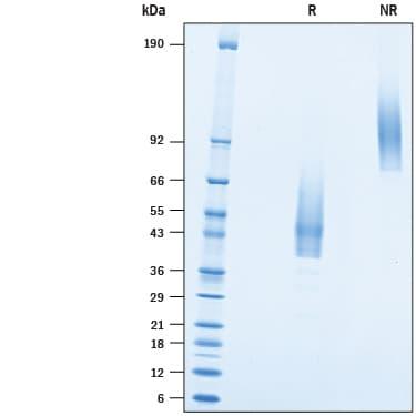 R&D Systems rhTMEM119 Fc CF (50 UG)