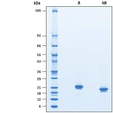 R&D Systems rhIFN-alpha 11 CF (10 UG)