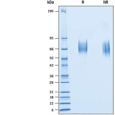 R&D Systems rcynoIL-23R His CF (50 UG)