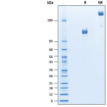 R&D Systems rmPTK7/CCK4 Fc CF (50 UG)