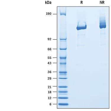 R&D Systems rF. tularensis Cpf1 (100 UG)