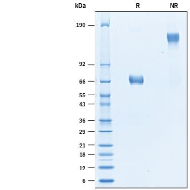 R&D Systems rhCMG-2/ANTXR2 Fc C (50 UG)