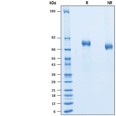 R&D Systems rhErbB3 His CF (50 UG)