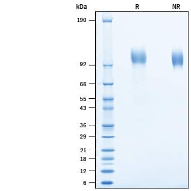 R&D Systems rcynoEGFR His CF (50 UG)