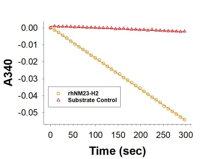 R&D Systems rhNM23-H2 His CF (50 UG)