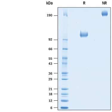 R&D Systems Recombinant Human B7-H3 (4Ig)/B7-H3b Fc Chimera