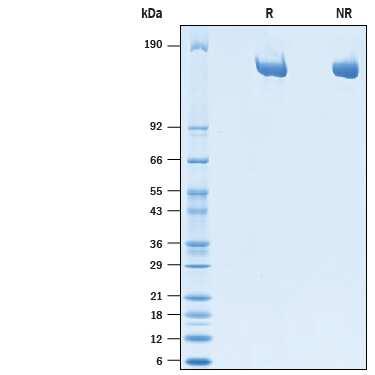 R&D Systems Recombinant Human Mrc2 His-tag Protein CF (50 UG