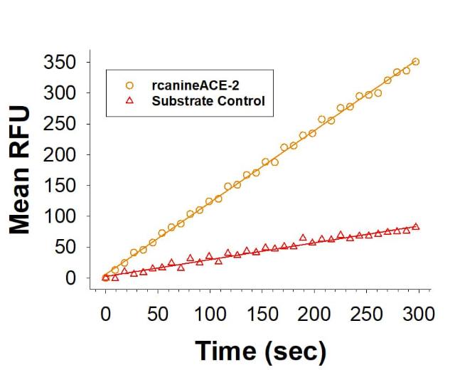 R&D Systems Recombinant Canine ACE-2 His-tag Protein CF (20