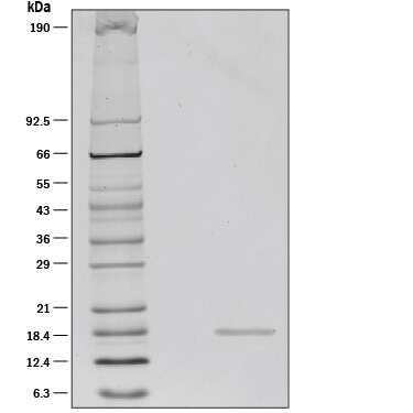 R&D Systems Recombinant Human TWEAK/TNFS