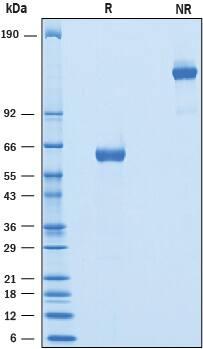 R&D Systems Recombinant Mouse BTNL10/Butyrophilin-like 10 F